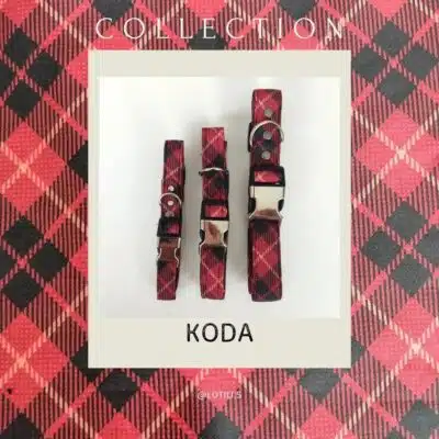 Collier Pour Chien - Collection koda - Lotilis