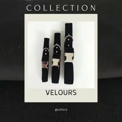 Collier Pour Chien - Collection Velours - Lotilis
