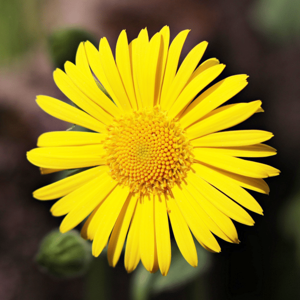 Fleur jaune nature marguerite