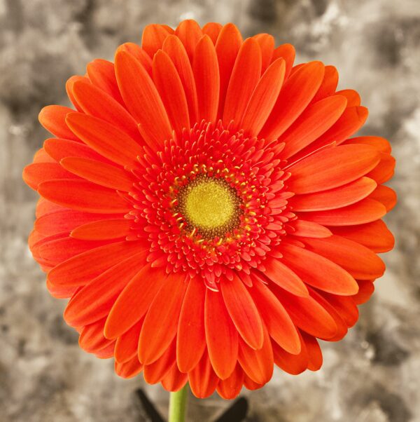 Fleur rouge marguerite