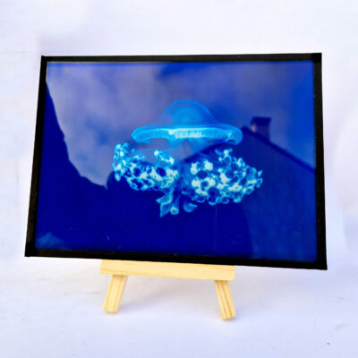 Cyanotype sur Verre - Méduse 06