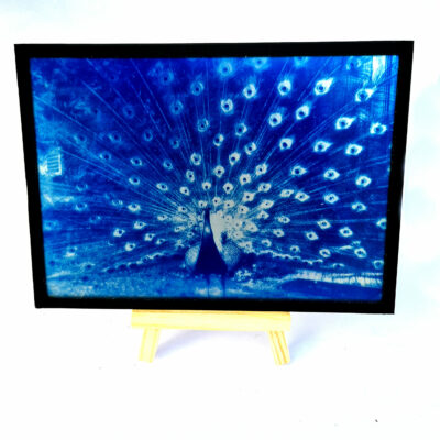 Cyanotype sur Verre - Paon