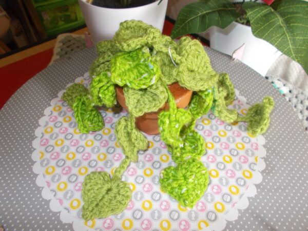 Plante feuilles coeur.
