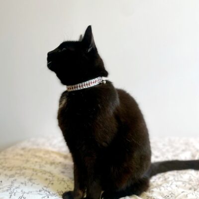 collier chat blanc/terracotta