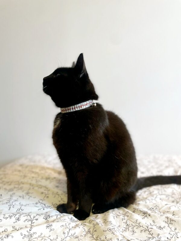 collier chat blanc/terracotta