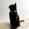 collier chat blanc/terracotta