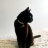 collier chat blanc/terracotta