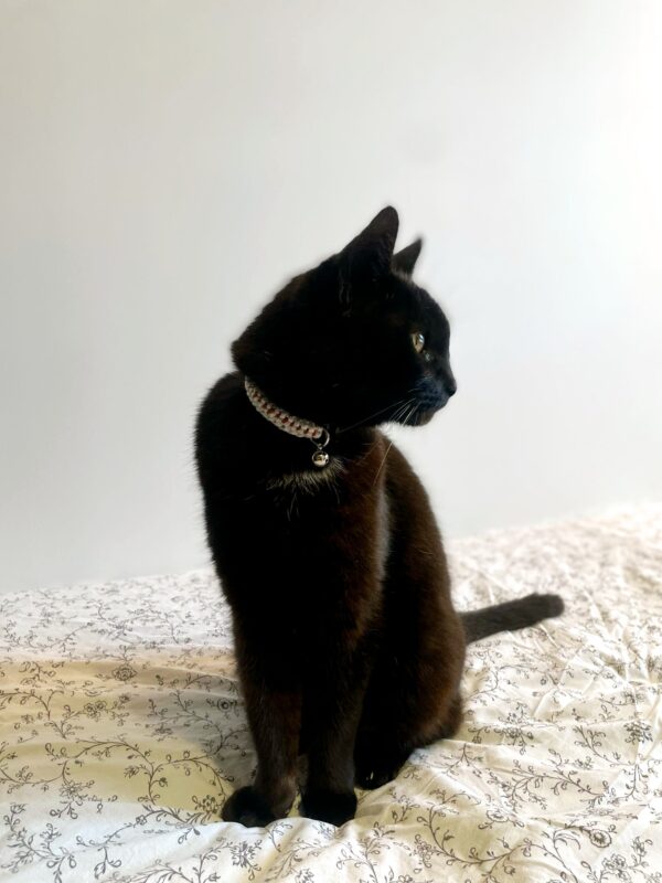 collier chat blanc/terracotta
