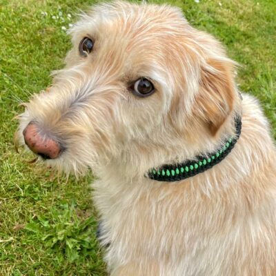 collier chien paracorde noir/vert