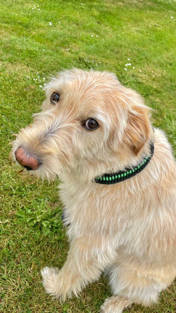collier chien paracorde noir/vert
