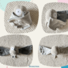 doudou oiseau piouf tourterelle