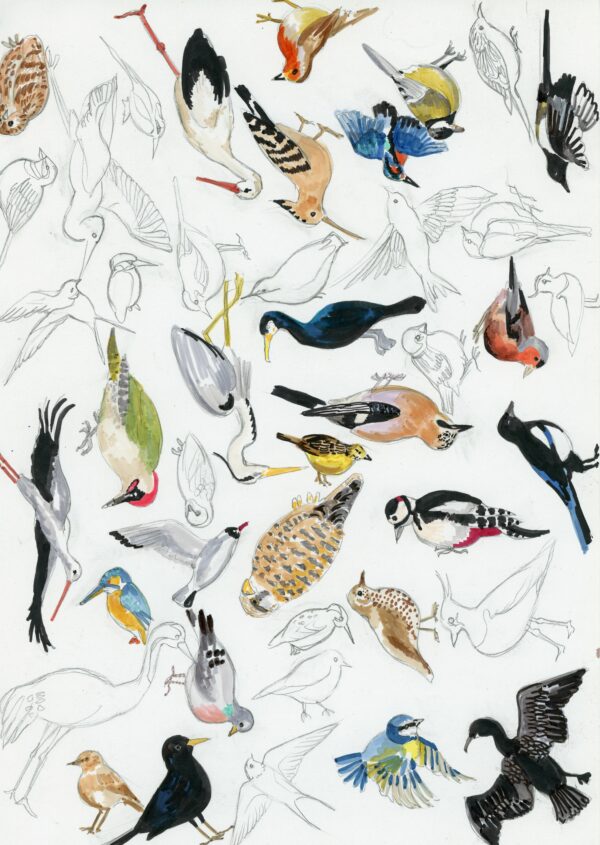 la vie r^vée des oiseaux