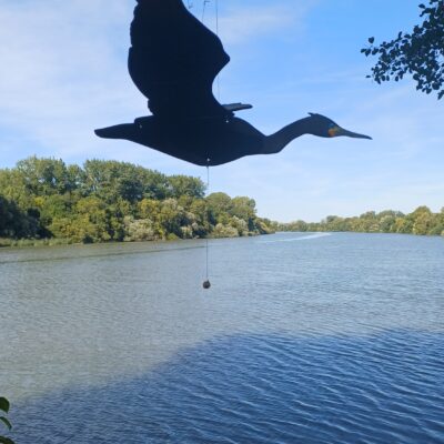 Cormoran