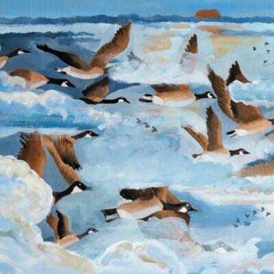 Migration des Bernaches